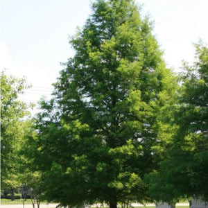 Cyprès Chauve (Taxodium distichum)