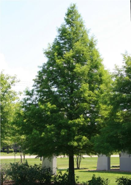 Cyprès Chauve (Taxodium distichum)