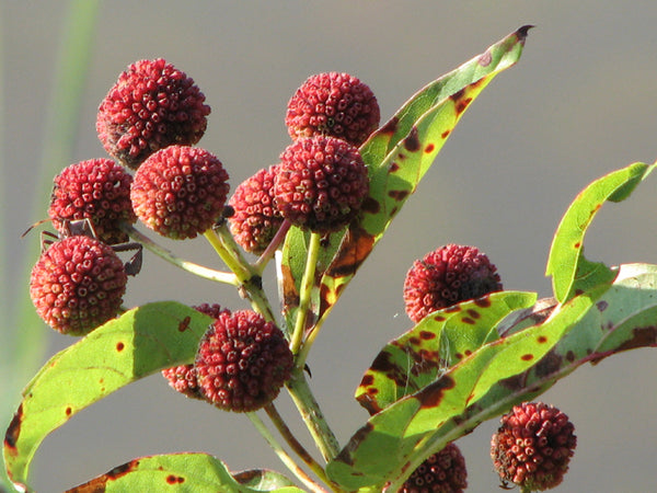 Bois-Bouton, (Cephalanthus occidentalis)