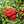Sorbier d'Amérique (sorbus americana)