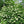 Viorne Cassinoides (Viburnum cassinoides)