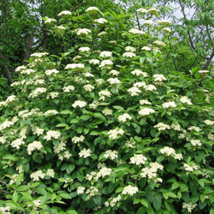 Viorne Cassinoides (Viburnum cassinoides)