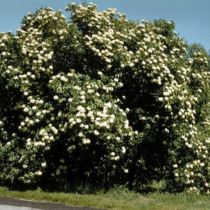 Viorne lentago (Viburnum lentago)