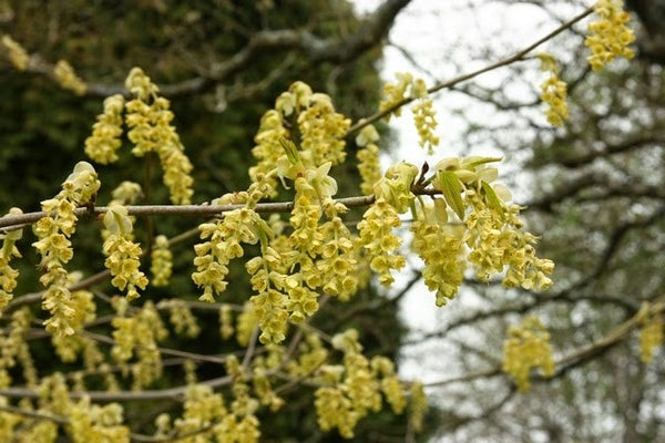 Cornouiller sauvage européen (cornus mas)