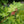Érable argenté, (Acer saccharinum)