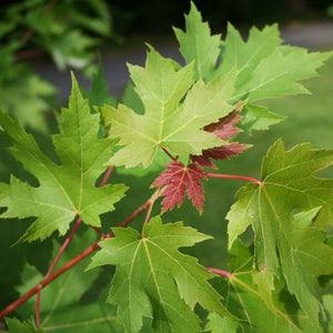 Érable argenté, (Acer saccharinum)