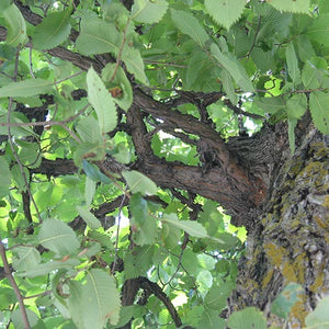 Orme liège (ulmus thomasii)