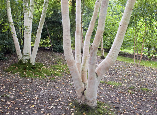 Bouleau à papier (Betula papyrifera)