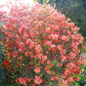 Semis de cognassier remarquable (chaeanomeles speciosa)