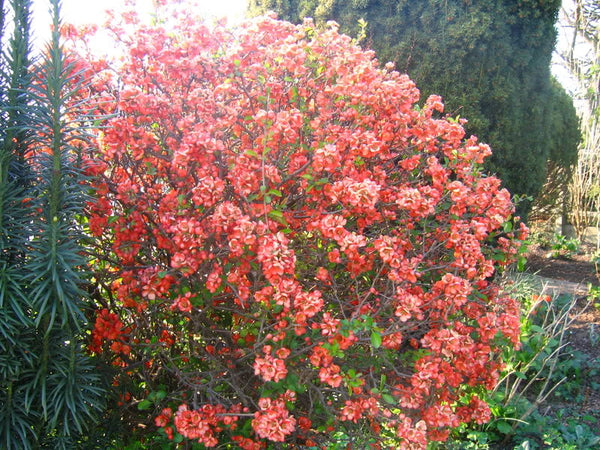 Semis de cognassier remarquable (chaeanomeles speciosa)