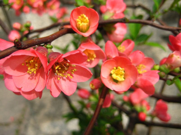 Semis de cognassier remarquable (chaeanomeles speciosa)