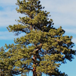 Pin Ponderosa, pinus ponderosa