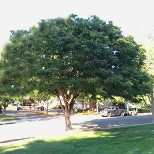 Zelkova serrata