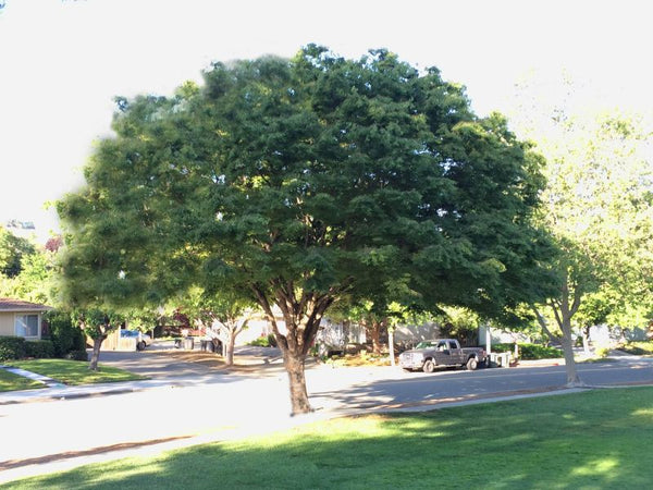 Zelkova serrata