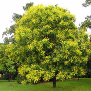 Koelreuteria paniculata (Savonnier)