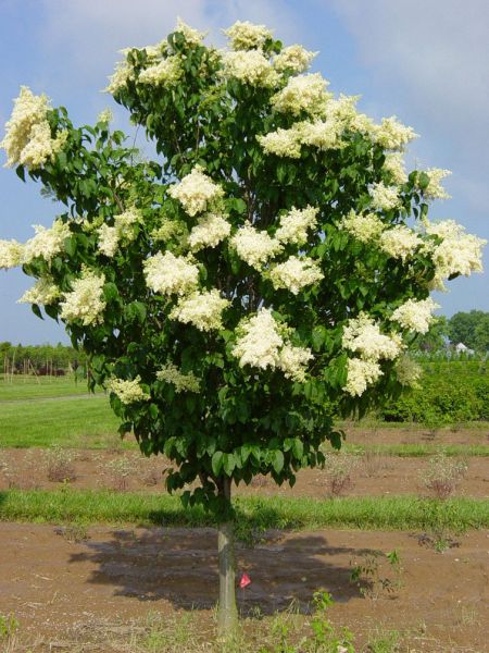 Lilas du Japon, (Syringa reticulata)