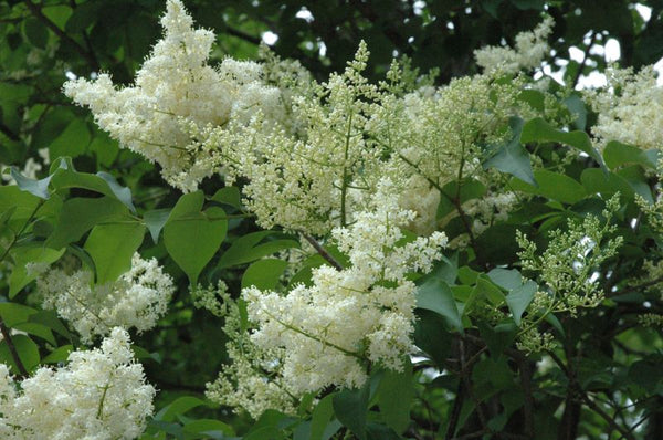 Lilas du Japon, (Syringa reticulata)