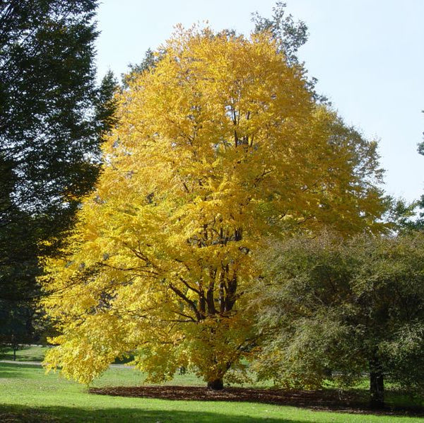 Arbre de katsura (Cerciciphyllum japonicum)