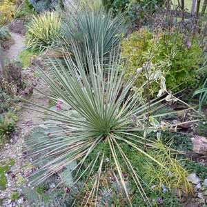 Yucca glauque (yucca glauca)