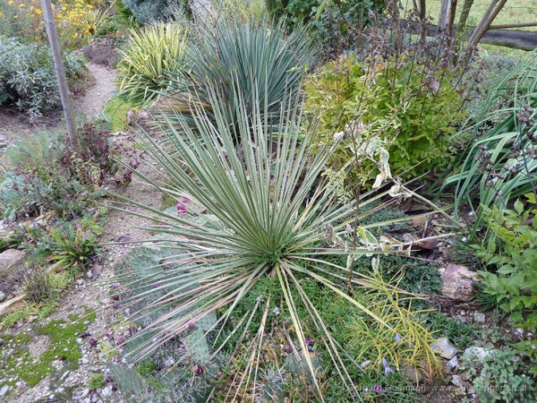 Yucca glauque (yucca glauca)