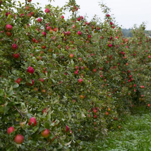 Pommier Honeycrisp