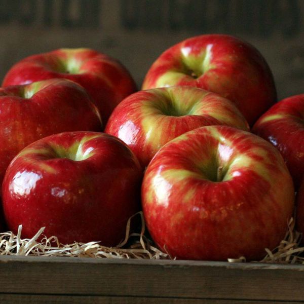 Pommier Honeycrisp