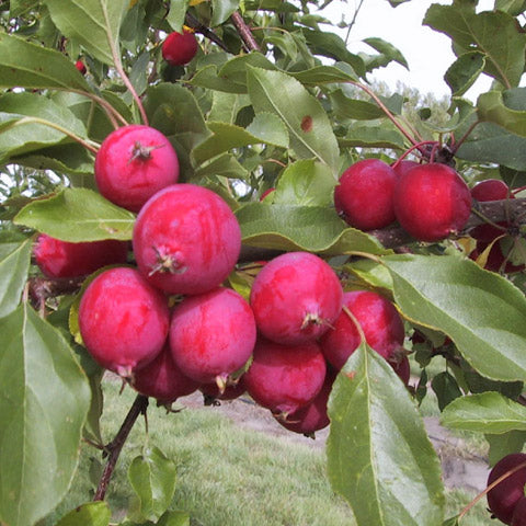 Pommetier Dolgo (malus) main image 1