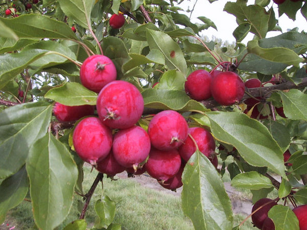 Pommetier Dolgo (malus)