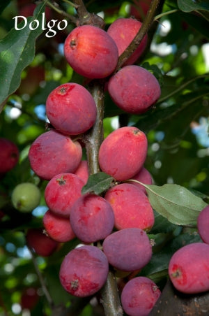 Pommetier Dolgo (malus)