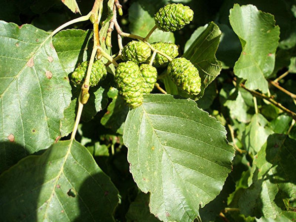 Aulne glutineux (alnus glutinosa)