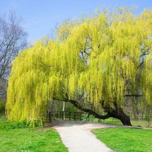 Saule pleureur doré (salix alba tristis)