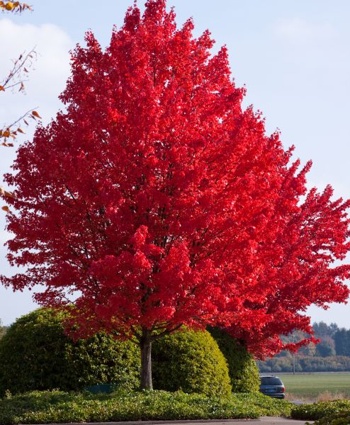 Acer Rouge Érable rouge (acer rubrum) – Pépinière Casse-Noisette