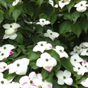 Cornouiller du Japon (cornus kousa)