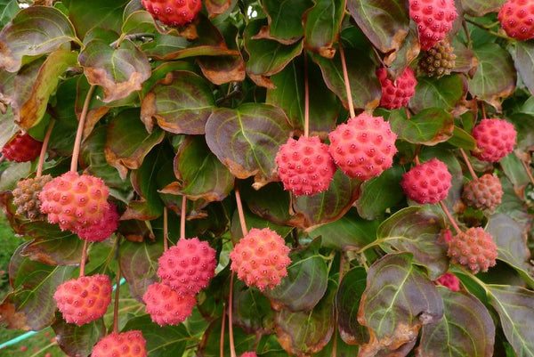 Cornouiller du Japon (cornus kousa)