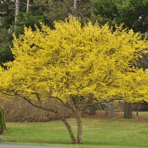 Cornouiller sauvage européen (cornus mas)