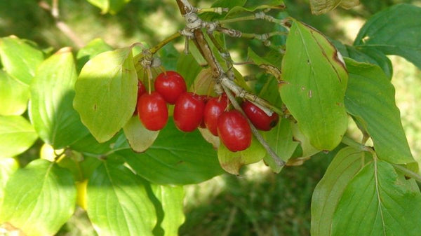 Cornouiller sauvage européen (cornus mas)