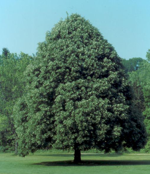 tilleul argenté (Tilia tomentosa)