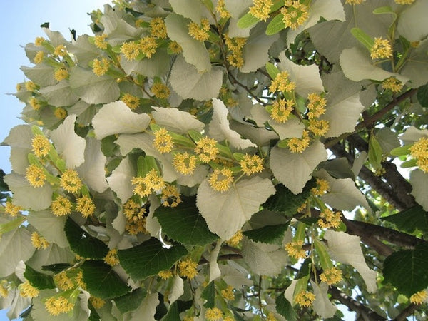 tilleul argenté (Tilia tomentosa)