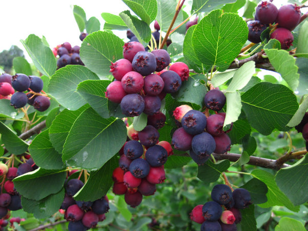 Amélanchier glabre (amelanchier laevis)