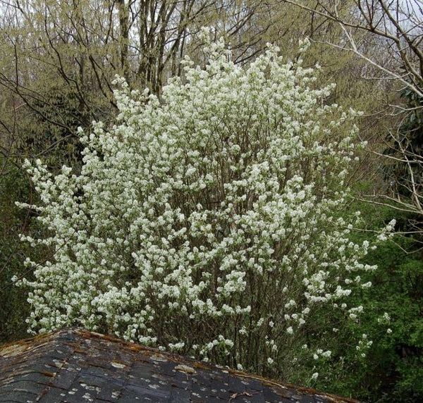 Amélanchier glabre (amelanchier laevis)