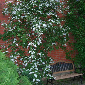 Kiwi Arctique plant mâle Actinidia kolomikta ''Artic beauty''