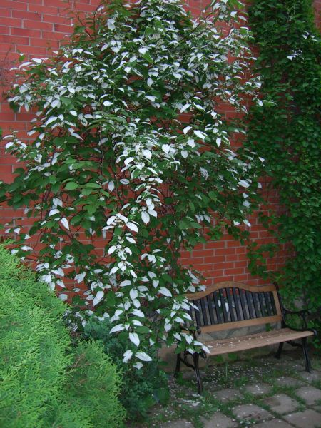 Kiwi Arctique plant mâle Actinidia kolomikta ''Artic beauty''