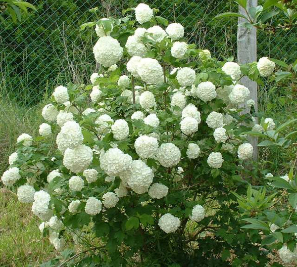 Viorne boule de neige (Viburnum opulus)