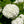 Viorne boule de neige (Viburnum opulus)