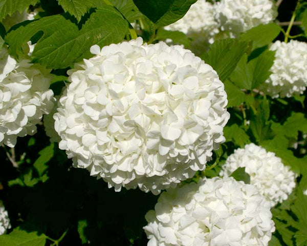 Viorne boule de neige (Viburnum opulus)