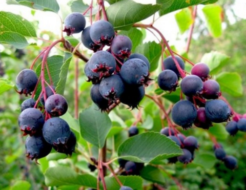 Amélanchier MARTIN – Pépinière Casse-Noisette