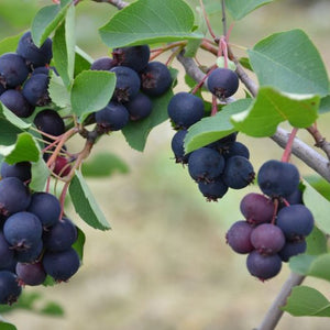 Amélanchier (alnifolia) Trappiste