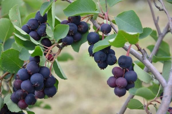 Amélanchier (alnifolia) Trappiste