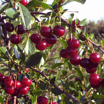 Cerisier sucré White Gold SEMI-NAIN (GISELA 12)
