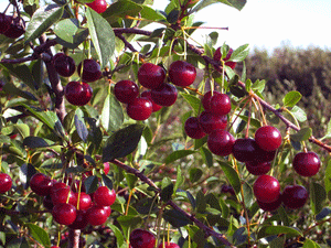 Cerisier (griottier) Carmine Jewel (Prunus cerasus x P. fruticosa)